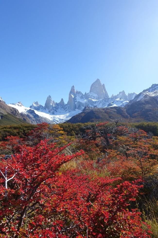 Red and orange bushes and the Fitz Roy mountain rizing in a clear blue sky in the background